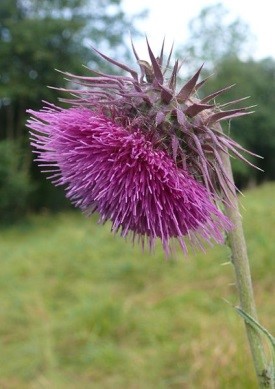 pink musk thistle in flower with purple bracts