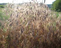 cheatgrass plants with black fungus instead of seeds