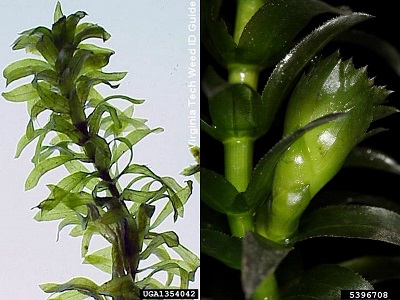 left image showing plant with dense whorls of bright green leaves and image on right showing linear leaves with serrated edges