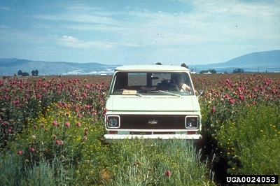 old van parked in field with infestation of thistles around it