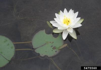 Image of waterlily with flower