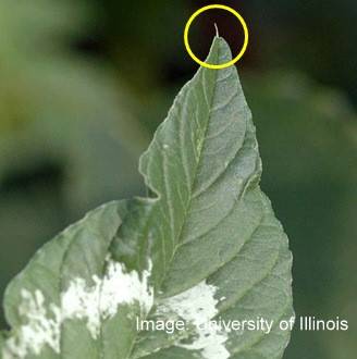 image highlighting the tip of the leaf