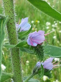 blueweed stems showing spotted appearance and purplish flowers