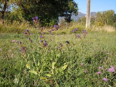 A general image of common bugloss flowering