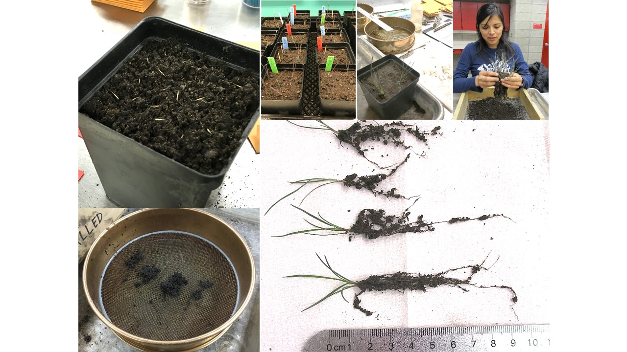 A collage of six small photos showing methods used in study. Photos include pots with seeds and seedlings, a woman harvesting plants, and paper towel with plants laying on it. 