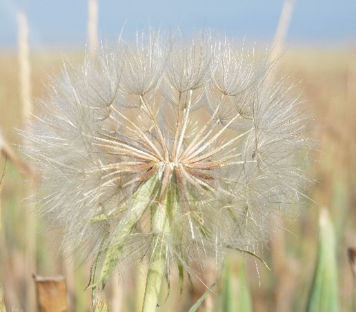 A close up of a western salsify seedhead which is a white, puff-like sphere.