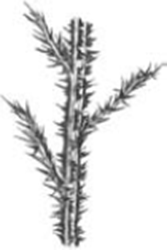 black and white graphic of thistle with spiny wings