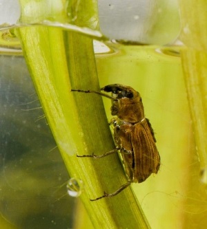Bagous nodulosus weevil feeding underwater on flowering rush stem