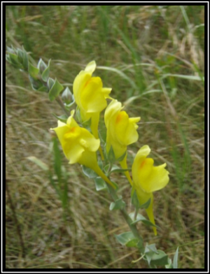 Dalmatian toadflax with yellow flowers