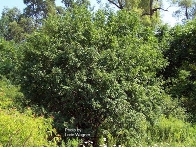 shrub to tree like plant with green leaves