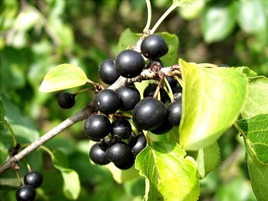 bunch of blackish berry-like fruits on shrub branch