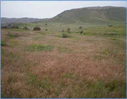 rangeland with cheatgrass infestation, reddish grass
