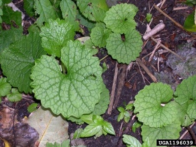 plant with kidney-shaped leaves