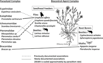 conceptual figure showing relationship between parasitoid complex and biocontrol agent complex
