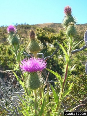 bull thistle with purple/pink flower