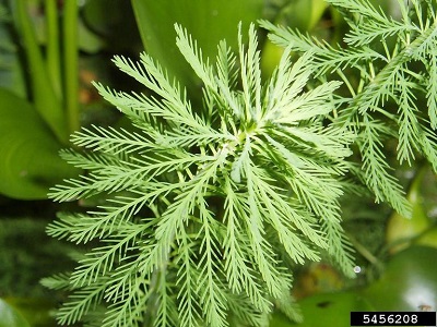 feather-like, pinnately compound leaves