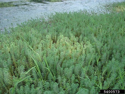infestation of parrot feather watermilfoil in shallow freshwater