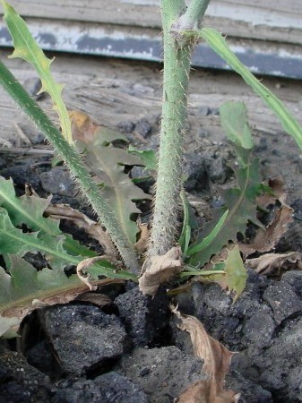 rush skeletonweed base of stem showing downward facing hairs