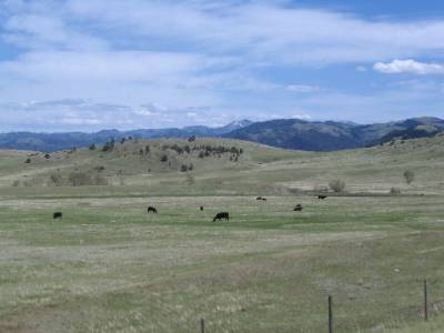 A grazing area filled with cows