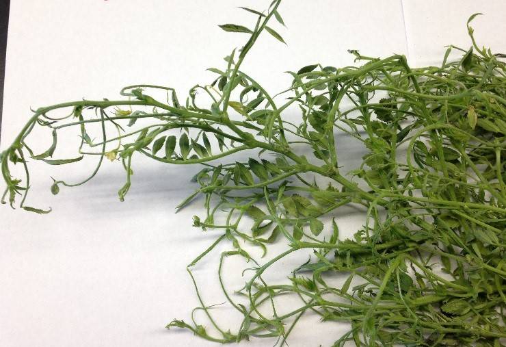 Chickpea showing signs og injury due to herbicides