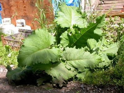 Picture of common burdock as a whole plant