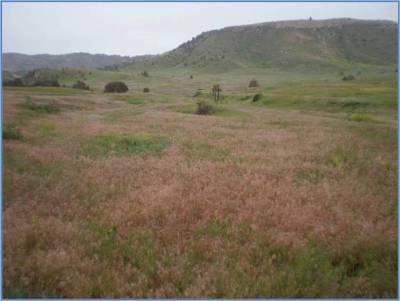 Image of a landscape showing signs of cheat grass suppression