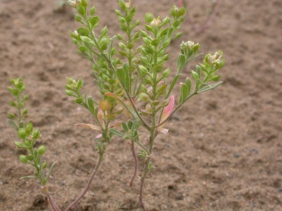 Shown is a image of Yellow Alyssum