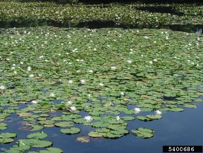 Image of a large group of waterlilys
