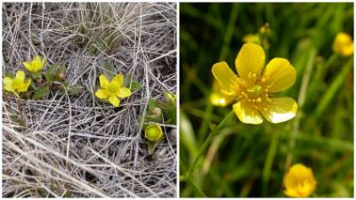 Image of two kinds of buttercup