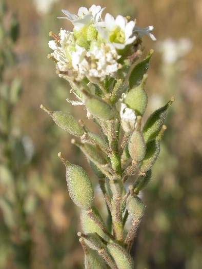image of hoary alyssum