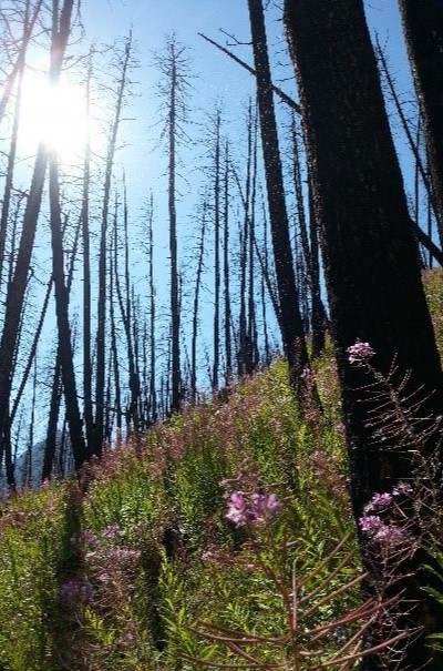 Picture of burned trees with pink flowered fireweed growing beneath the trees.