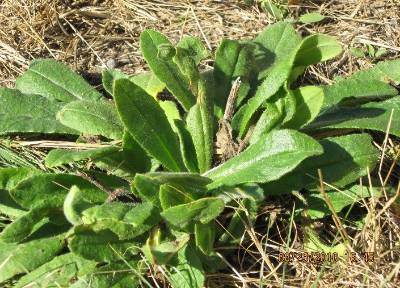 An image of the leaves of Common bugloss