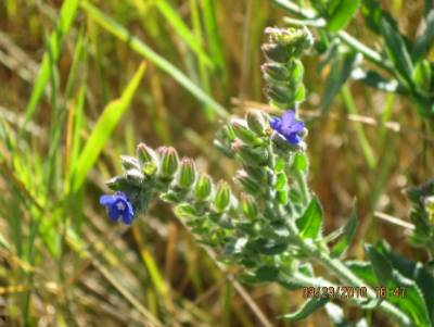 A close up of the flowers of common bugloss