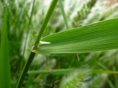 Figure 3: Close-up photo of a Rabbitsfoot stem and leaf