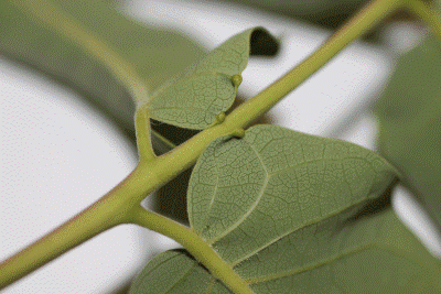Figure 2: Close-up photo of the back of a bright green leaf and stem