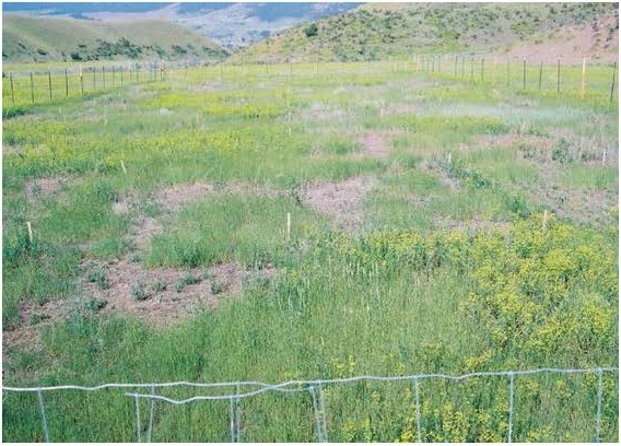 Figure 1: Photo of a field with patches of weeds and open ground