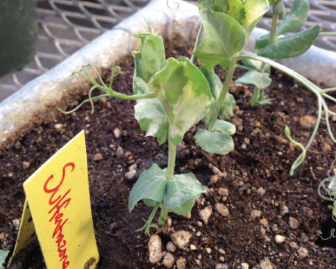 Figure 2: Two young pea plants growing in soil, one has leaves with yellow blotches