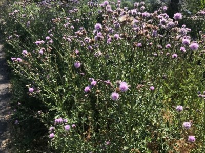 Canada thistle plants with purple clusters of flowers