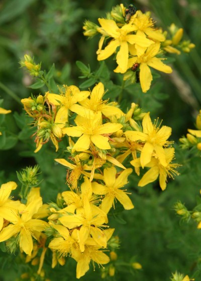 clusters of yellow flowers amid green leaves
