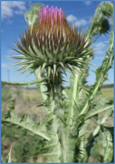 Outdoor photo of a Scotch thistle flower