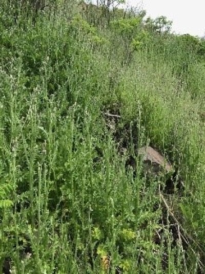 Side of hill covered by spiney-looking vegetation