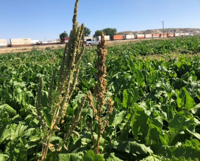 Waterhemp plant on left and red root pigweed plant on right with sugar beet field and blue sky in background.