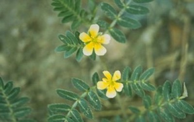 Two, five petaled, light yellow flowers with green pinnately compound leaves behind the flowers.