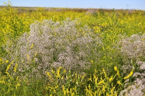 White-flowered baby's breath in hay field with yellow and green vegetation around it.