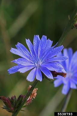 A close up of a blue flower with multiple petals