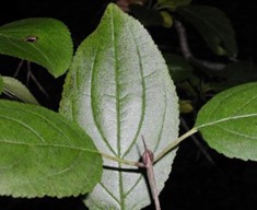 Glossy green leaves with thorn-tipped twig in foreground.
