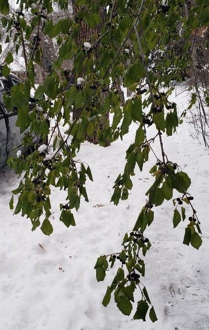 Branches with green leaves and dark purple berries. Snowy sidewalk in background.