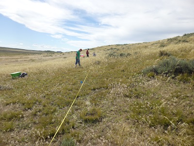 People sampling annual grass cover on a hillside along a transect
