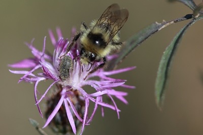 bee species foraging on a spotted knapweed flower