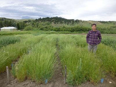 person standing in plot area with bluebunch wheatgrass growing in a fallow crop field